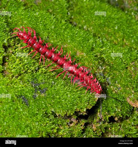 THE SHOCKING PINK DRAGON MILLIPEDE, DESMOXYTES PURPUROSEA Stock Photo ...