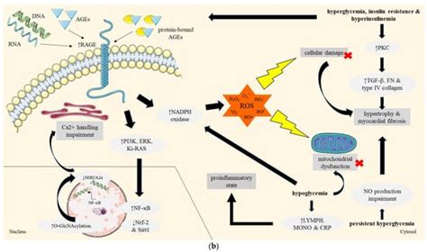 Pathophysiology and Advances in the Therapy of Cardiomyopathy in ...