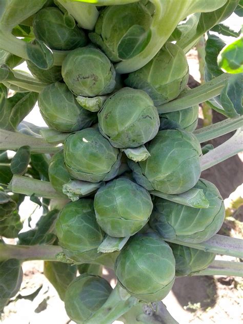 HOW TO GROW BRUSSELS SPROUTS: HOW TO GROW BRUSSELS SPROUTS