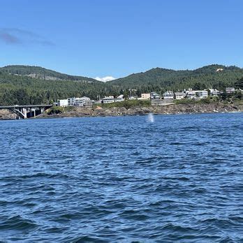 Tradewinds Charters 的图像结果