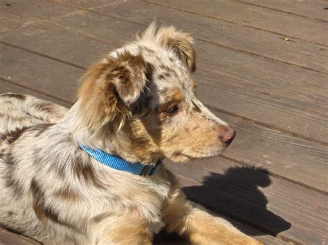 File:Australian Shepherd puppy red-merle.jpg - Wikimedia Commons