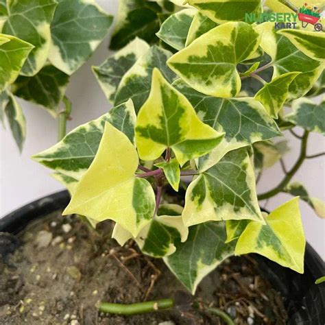 Buy English Ivy Varigated Creeper online from Nursery Kart