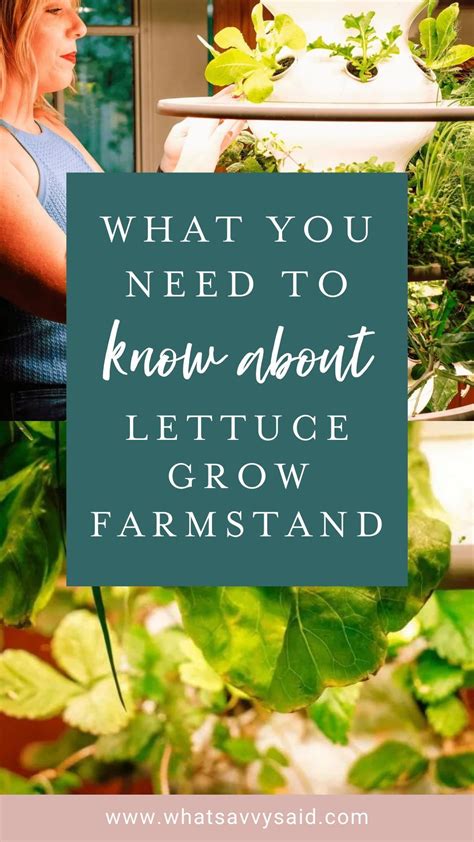 Lettuce grow review is the farmstand worth it 2023 – Artofit