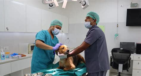 Healthcare & Social Initiatives | DLF Foundation