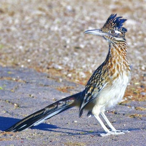 Road Runner Run 的图像结果