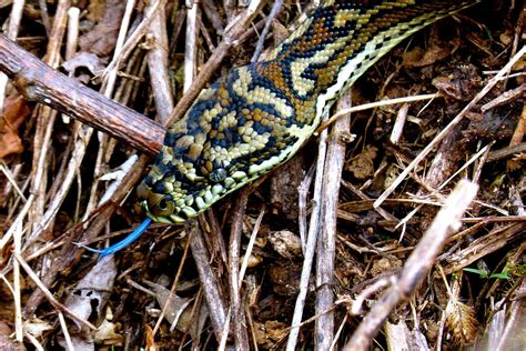 Image result for Python Serpent