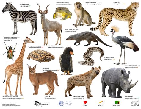 ZAMBIAN AND UGANDAN WILDLIFE – DRAWING FOR THE PLANET