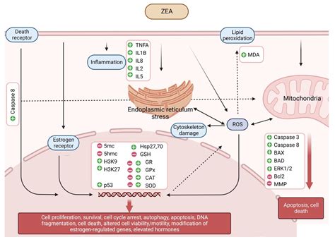 Estrogenic and Non-Estrogenic Disruptor Effect of Zearalenone on Male ...