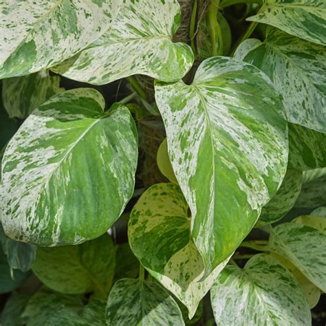 Epipremnum aureum 'Marble Queen' - Pothos 'Marble Queen' | Jardineries ...