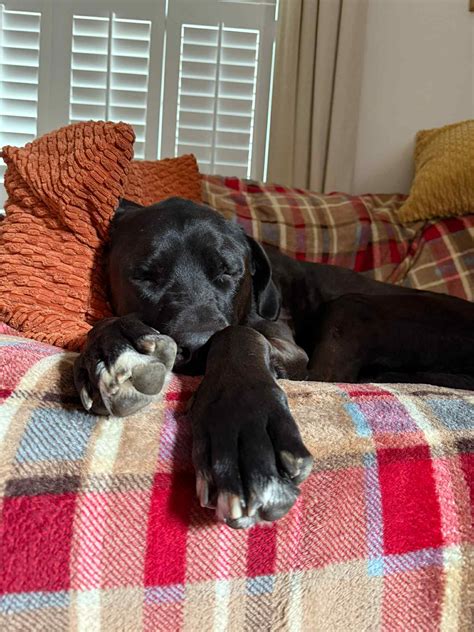 Echo - Spanish Stray Dogs