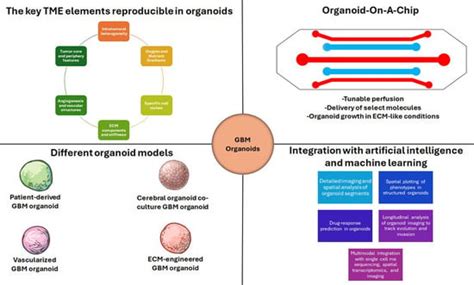 Organoids to Model Tumor Microenvironment in Progression of ...
