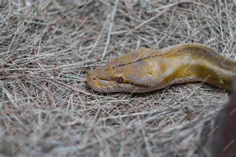 Image result for Are Python's Dangerous