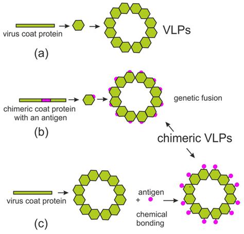 Virus-like Particles Produced in Plants: A Promising Platform for ...