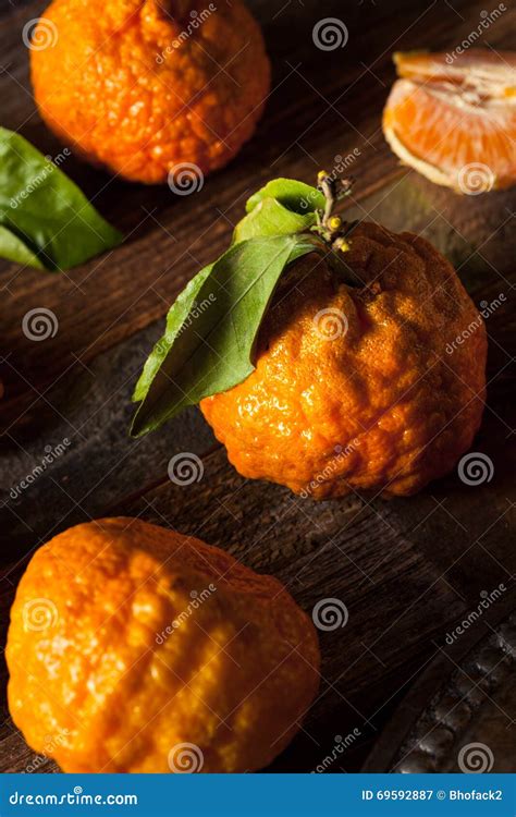 Raw Organic Gold Nugget Mandarin Oranges Stock Image - Image of ...