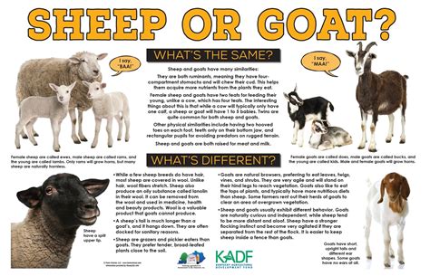 Fun Facts About Goats