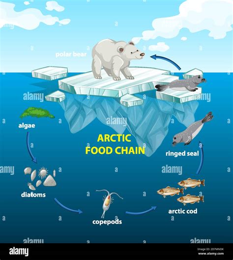 Circle of arctic food chain illustration Stock Vector Image & Art - Alamy