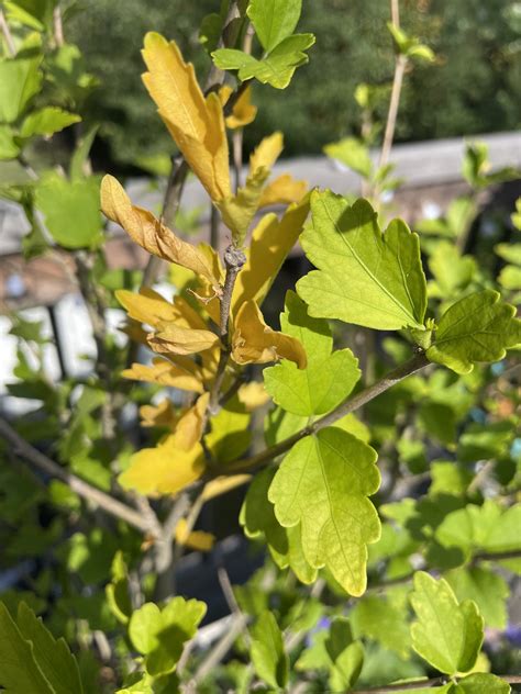 Yellowing Leaves on Rose of Sharon? - Planters Place
