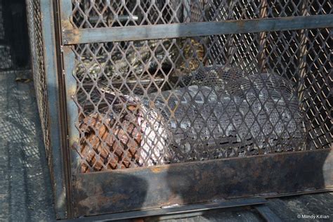 Image result for Feeding Python Live Goat