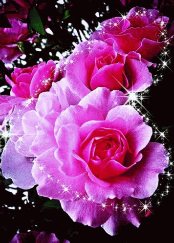 Gif De Fleurs Roses | Gif Flower Animé – SFSPF