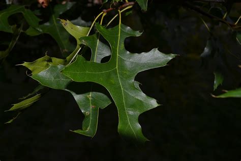 Quercus Palustris Leaf