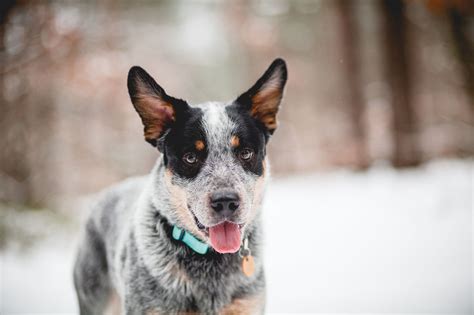 Blue Heeler (Australian Cattle Dog): Characteristics & Care