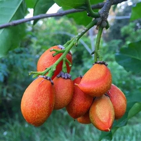 Exotic Fruit Plants (210) – Growcerys