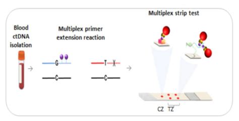 Rapid Multiplex Strip Test for the Detection of Circulating Tumor DNA ...