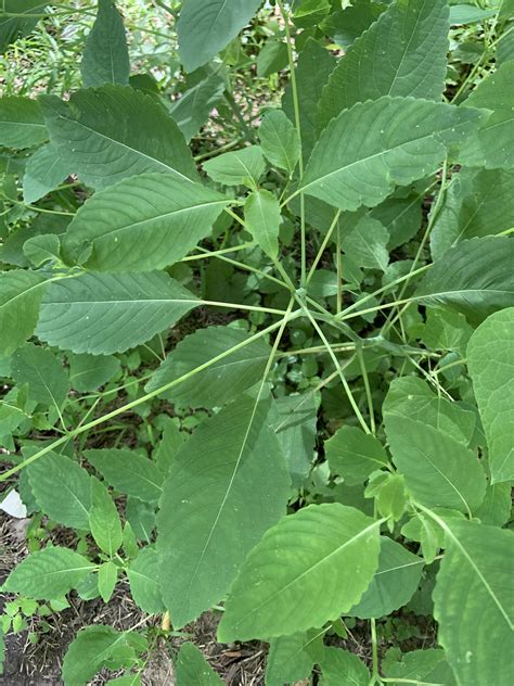 Exploding Seed Pods Compilation 的图像结果