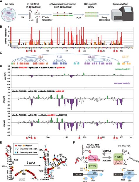 N6-methyladenosine in 7SK small nuclear RNA underlies RNA polymerase II ...