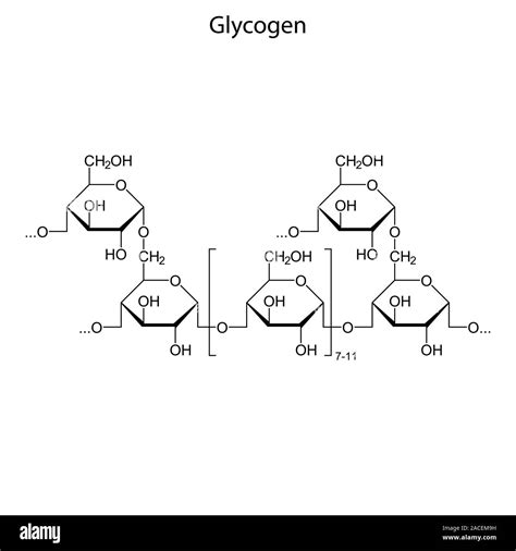 Glycogen Structure Diagram