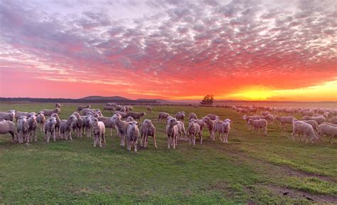 Local Farming 的图像结果