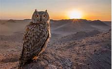 Owl Wallpapers For Desktop by Nature Owl Wallpapers Hd Desktop And Mobile Backgrounds Owl Wallpapers For Desktop
