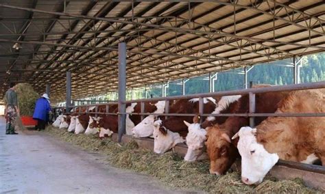 云南普洱肉牛大发展！2020年全市肉牛存栏超67万头，实现产值32.44亿元_养殖