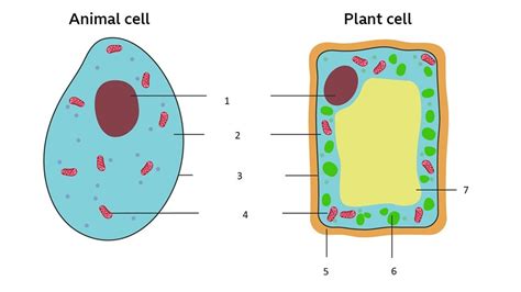 Image result for Cell Basic