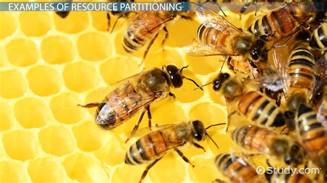 Resource Partitioning Definition