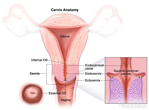 Certain là Gì? Cách Sử Dụng và Ví Dụ Câu Với Từ Certain