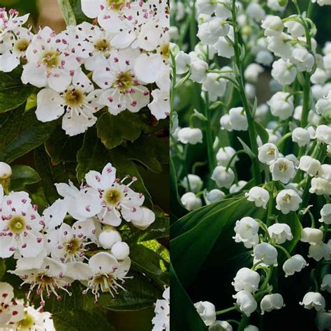 May Birth Flowers and Their Meanings - Tulips and Twill