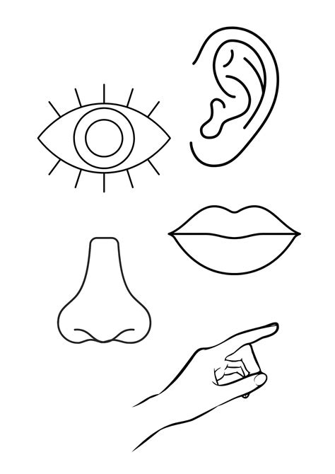 Coloring Pages 5 Senses