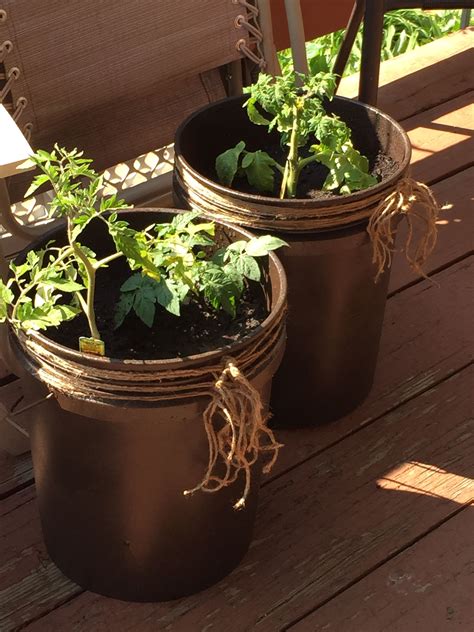 5 Gallon Buckets In Tomato Plants