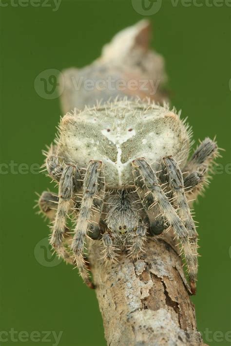 cat faced spider closeup 21177582 Stock Photo at Vecteezy