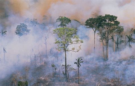 Slash-and-burn agriculture | Definition, Effects, Deforestation ...
