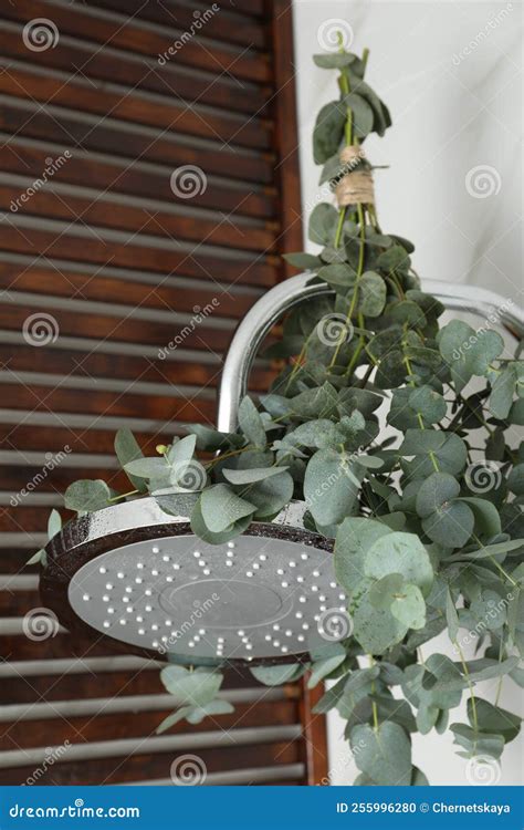 Branches with Green Eucalyptus Leaves in Shower Stock Photo - Image of freshness, detail: 255996280