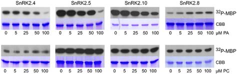 Regulation of ABA-Non-Activated SNF1-Related Protein Kinase 2 Signaling ...
