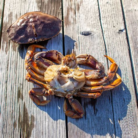 Dungeness Crab Legs: History, Nutrition & Cooking Tips