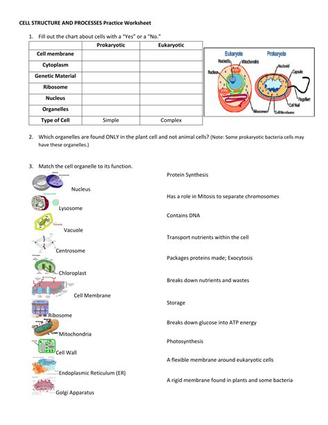 Label Eukaryotic Cell Quiz at Albert Glover blog