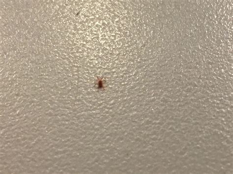 Red Mini Spider