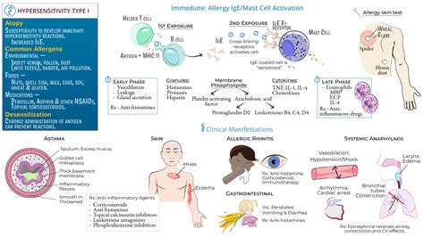 Immunology / Microbiology: Type I Hypersensitivity | ditki medical & biological sciences