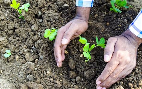 International Day of Forests 2023: Why mass tree plantation drives are ...