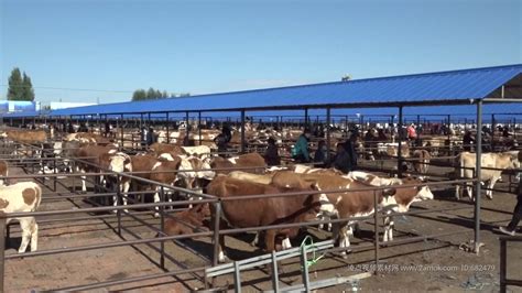 湛江最大活牛交易市场助力精准扶贫 黄牛哞哞叫农户奔小康