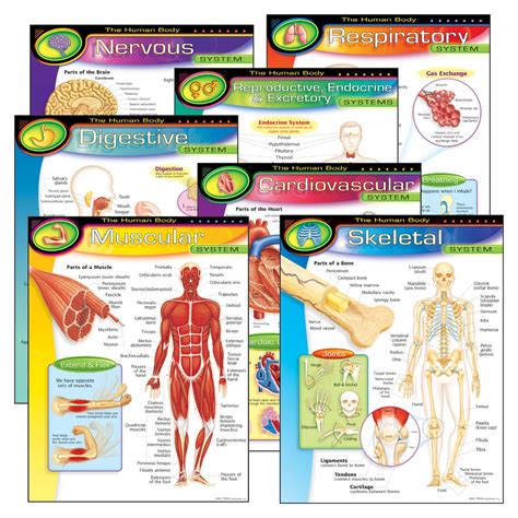 The Human Body Learning Charts Combo Pack, Set of 7 | Michaels